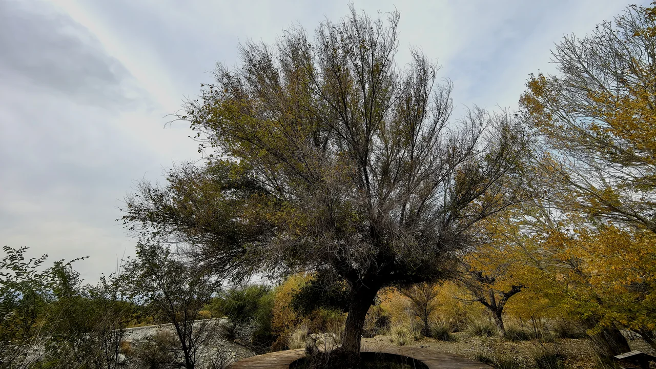 From Poplars to the Pamirs
