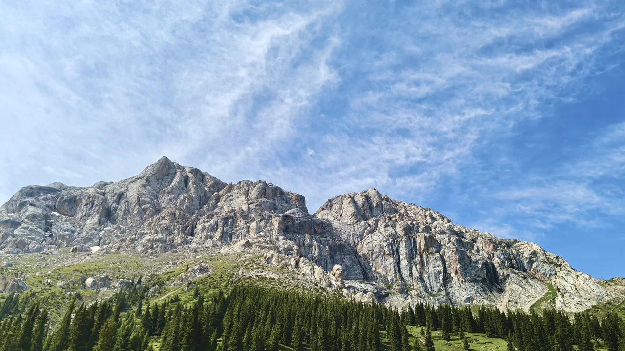 Into the Spruce Forest